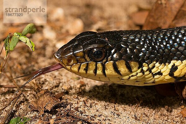 Madagaskar-Hakennasennatter (Leioheterodon madagascariensis)  Portrait  züngelnd  im Trockenwald von Ankarafantsika  West-Madagaskar  Madagaskar  Afrika