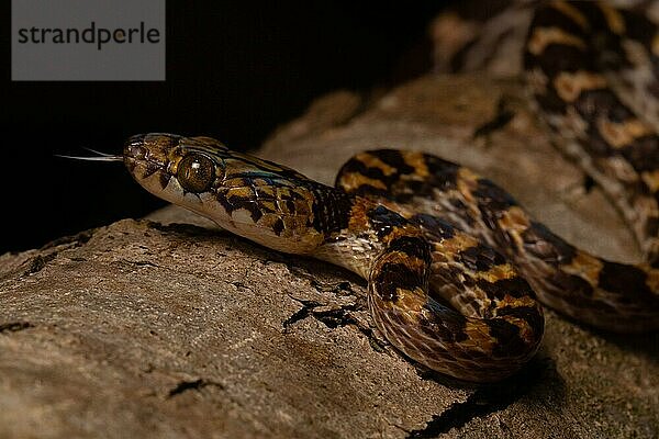 Ampijoroa-Baumschlange (Lycodryas pseudogranuliceps)  züngelnd  auf Baumstamm im Trockenwald  Mahajanga  West-Madagaskar  Madagaskar  Afrika