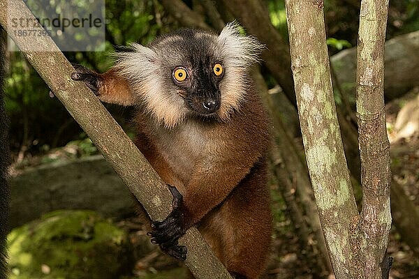 Weiblicher Mohrenmaki (Eulemur macaco) auf Ast  Regenwald der Insel Nosy Komba  Nord-Madagaskar  Madagaskar  Afrika