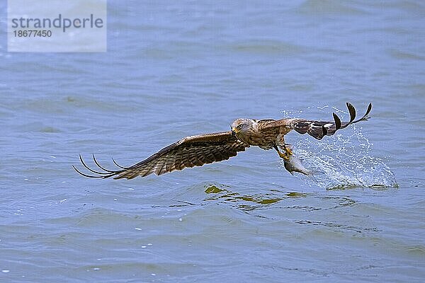 Rotmilan (Milvus milvus) im Flug  der mit seinen Krallen Fische von der Wasseroberfläche des Sees fängt