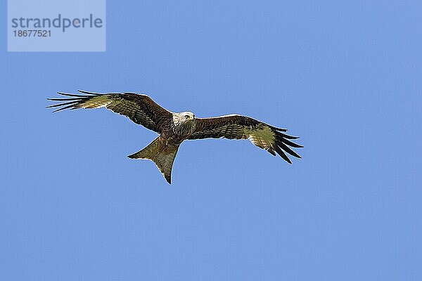 Rotmilan (Milvus milvus) im Flug in der Thermik vor blauem Himmel