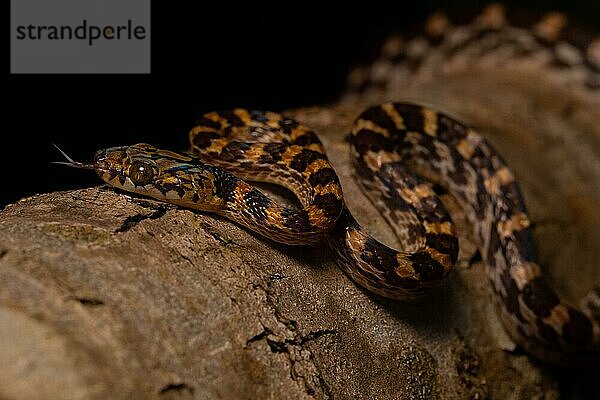 Ampijoroa-Baumschlange (Lycodryas pseudogranuliceps)  züngelnd  auf Baumstamm im Trockenwald  Mahajanga  West-Madagaskar  Madagaskar  Afrika