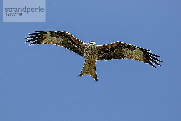 Rotmilan (Milvus milvus) im Flug  der gegen den blauen Himmel aufsteigt