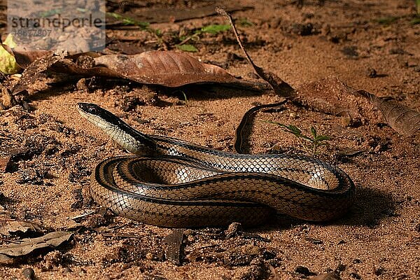 Vierstreifen-Schlange (Dromicodryas quadrilineatus)  Portrait  auf Sandboden im Trockenwald von Ankarafantsika  West-Madagaskar  Madagaskar  Afrika