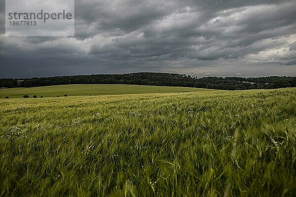 Wiesa  Sachsen  Deutschland  Gerstenfeld  aufgenommen in Wiesa.  Europa