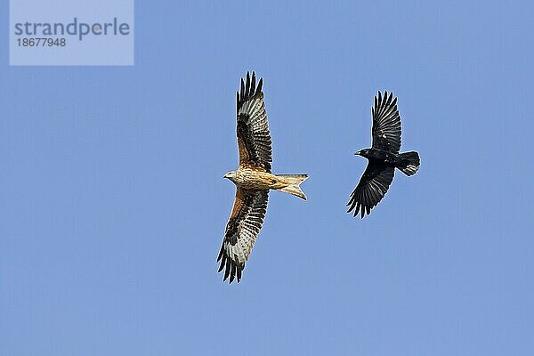 Rotmilan (Milvus milvus) im Flug  bedrängt von Kolkrabe (Corvus corax) und Kolkrabe vor blauem Himmel im Frühling