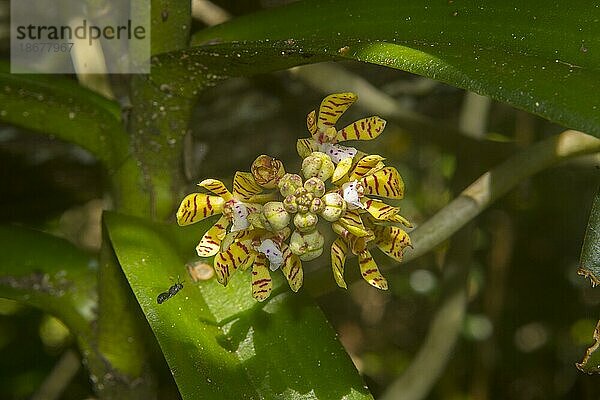 Orchidee (Acampe pachyglossa)  als Epiphyt auf Baumstamm wachsend  Ankarafantsika Nationalpark  West-Madagaskar  Madagaskar  Afrika