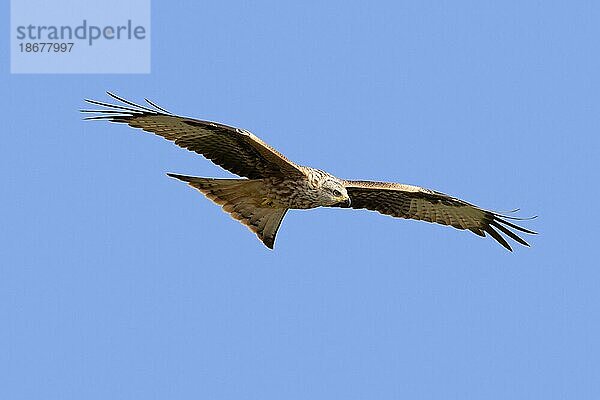 Rotmilan (Milvus milvus) im Flug gegen blauen Himmel