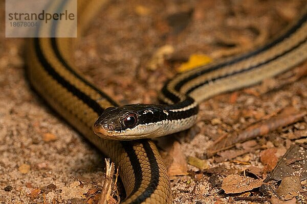 Vierstreifen-Schlange (Dromicodryas quadrilineatus)  Portrait  auf Laub und Sandboden im Trockenwald von Ankarafantsika  West-Madagaskar  Madagaskar  Afrika