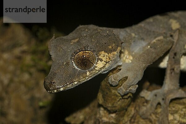 Seltener Blattschwanzgecko (Uroplatus finiavana) auf Ast  Männchen  im Regenwald des Montagne d'Ambre  Nord-Madagaskar  Madagaskar  Afrika