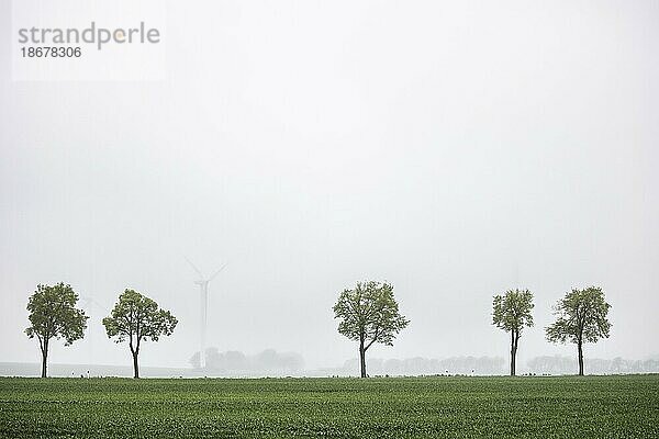 Bäume an einer Landstrasse zeichnen sich vor Windrädern ab in Vierkirchen  13.05.2021.   Vierkirchen  Sachsen  Deutschland  Europa
