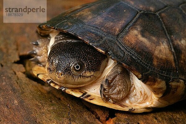 Gelbbauch-Klappbrust-Pelomeduse (Pelusios castanoides) Schildkröte  Portrait  im Trockenwald von Ankarafantsika  West-Madagaskar  Madagaskar  Ostafrika  Afrika