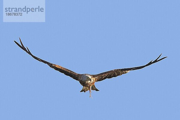 Rotmilan (Milvus milvus) im Flug mit gefangenem Fisch in den Krallen vor blauem Himmel