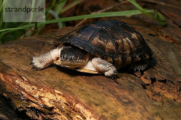 Gelbbauch-Klappbrust-Pelomeduse (Pelusios castanoides) Schildkröte im Trockenwald von Ankarafantsika  West-Madagaskar  Madagaskar  Ostafrika  Afrika