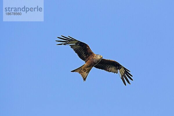 Rotmilan (Milvus milvus) im Flug gegen blauen Himmel