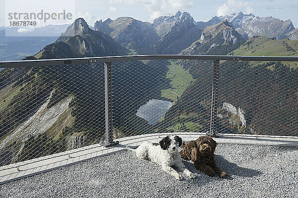 Portrait süßer Hund liegt an der malerischen Gondelstation mit Blick auf die Berge Hoher Kasten  Schweiz