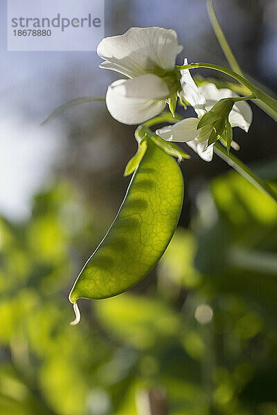 Nahaufnahme der weißen Erbsenblume und der grünen Erbsenschote  die im Sonnenlicht wachsen