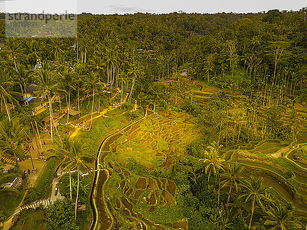 Luftaufnahme der Tegallalang-Reisterrasse  UNESCO-Weltkulturerbe  Tegallalang  Kabupaten Gianyar  Bali  Indonesien  Südostasien  Asien