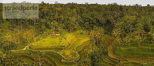 Panorama-Luftaufnahme der Tegallalang-Reisterrasse  UNESCO-Weltkulturerbe  Tegallalang  Kabupaten Gianyar  Bali  Indonesien  Südostasien  Asien