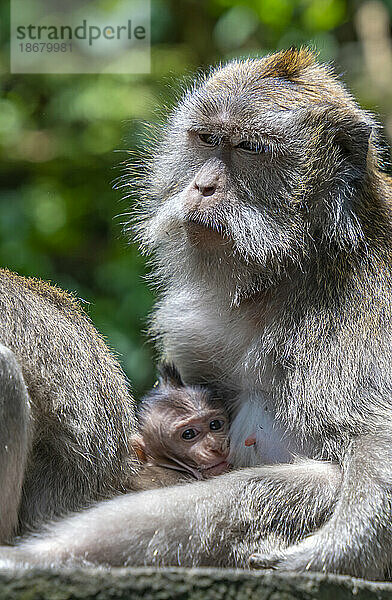 Langschwanzmakaken im Sacred Monkey Forest Sanctuary  Ubud  Kecamatan Ubud  Kabupaten Gianyar  Bali  Indonesien  Südostasien  Asien