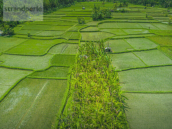 Luftaufnahme des Reisfeldes Kajeng  Regentschaft Gianyar  Bali  Indonesien  Südostasien  Asien