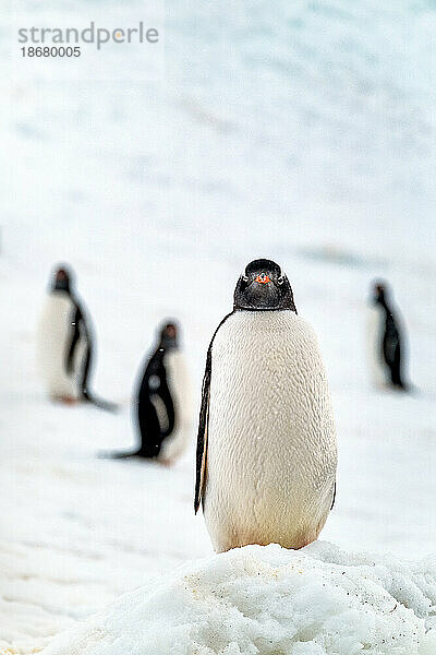 Eselspinguin auf schneebedecktem Gletscher  Antarktis  Polarregionen