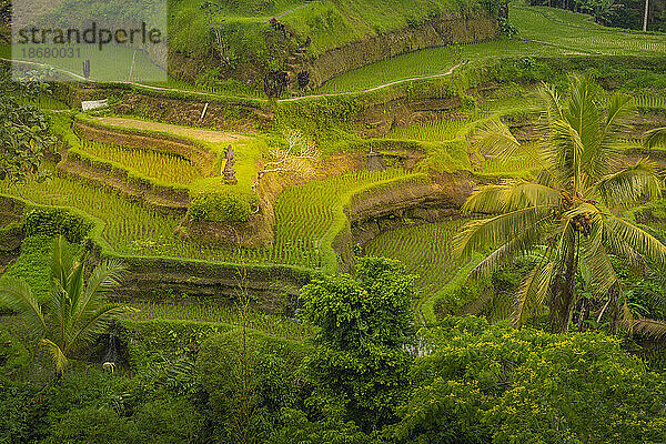 Blick auf die Reisterrasse von Tegallalang  UNESCO-Weltkulturerbe  Tegallalang  Kabupaten Gianyar  Bali  Indonesien  Südostasien  Asien