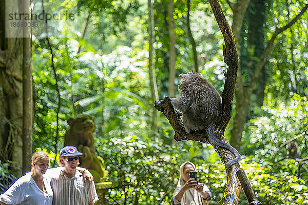 Touristen mit Langschwanzmakaken im Heiligen Affenwaldschutzgebiet  Ubud  Kecamatan Ubud  Kabupaten Gianyar  Bali  Indonesien  Südostasien  Asien