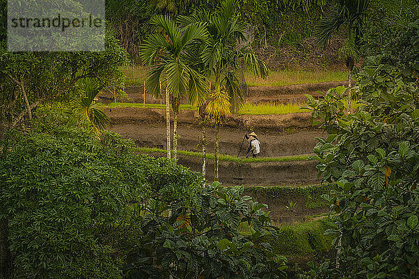 Blick auf Reisfeldarbeiter auf der Tegallalang-Reisterrasse  UNESCO-Weltkulturerbe  Tegallalang  Kabupaten Gianyar  Bali  Indonesien  Südostasien  Asien