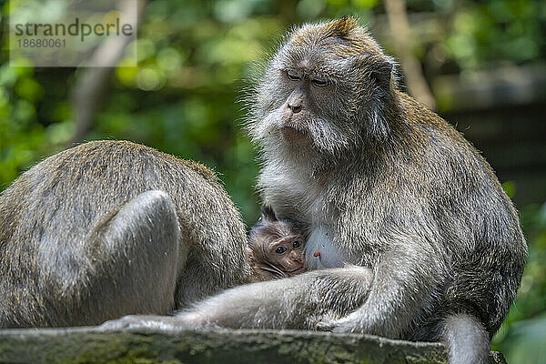 Langschwanzmakaken im Sacred Monkey Forest Sanctuary  Ubud  Kecamatan Ubud  Kabupaten Gianyar  Bali  Indonesien  Südostasien  Asien