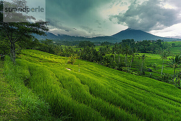 Blick auf die Reisterrasse von Sidemen  Sidemen  Kabupaten Karangasem  Bali  Indonesien  Südostasien  Asien