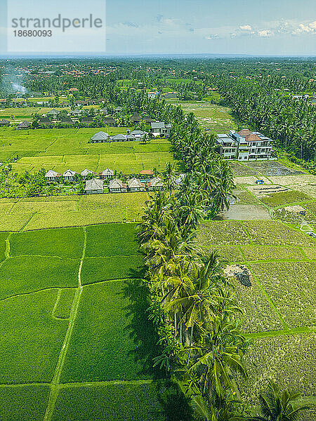 Luftaufnahme des Reisfeldes Kajeng  Regentschaft Gianyar  Bali  Indonesien  Südostasien  Asien
