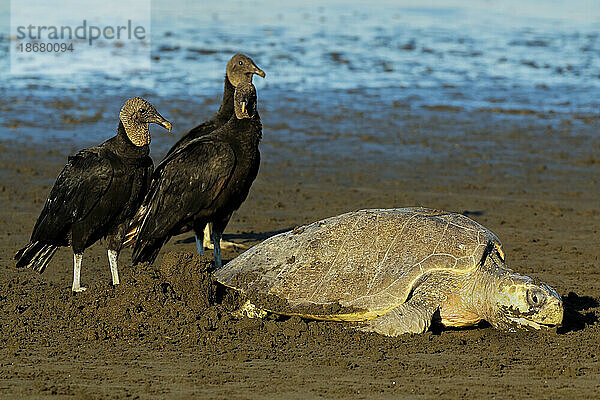 Geier warten darauf  Eier zu stehlen  während die Olive Ridley-Schildkröte in dieser Zuflucht nistet  Ostional  Nicoya-Halbinsel  Guanacaste  Costa Rica  Mittelamerika