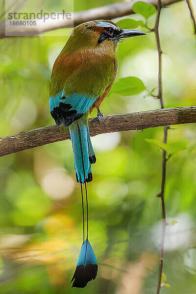 Guardabarranco (türkisbrauner Motmot)  Nationalvogel Nicaraguas  im Biologischen Reservat Nosara  Guanacaste  Costa Rica  Mittelamerika