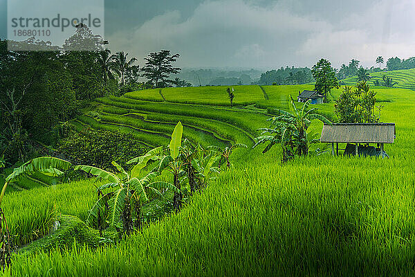 Blick auf die Reisterrasse von Sidemen  Sidemen  Kabupaten Karangasem  Bali  Indonesien  Südostasien  Asien