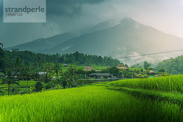 Blick auf die Reisterrasse von Sidemen  Sidemen  Kabupaten Karangasem  Bali  Indonesien  Südostasien  Asien