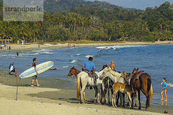Pferde zum Mieten am beliebten Sandstrand dieses entspannten Dorf-Resorts in Samara  Nicoya-Halbinsel  Guanacaste  Costa Rica  Mittelamerika