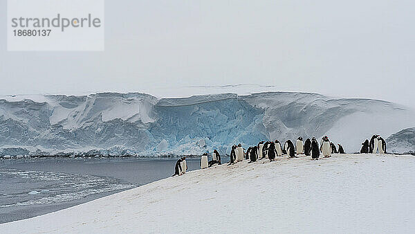 Eselspinguinkolonie (Pygoscelis papua)  Damoy Point  Wiencke-Insel  Antarktis  Polarregionen
