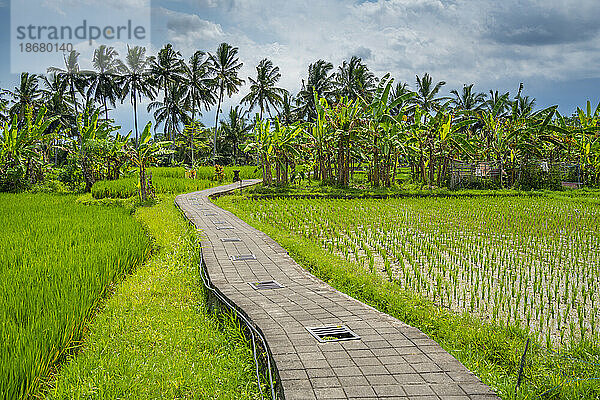 Blick auf Reisfelder in der Nähe von Ubud  Ubud  Kabupaten Gianyar  Bali  Indonesien  Südostasien  Asien