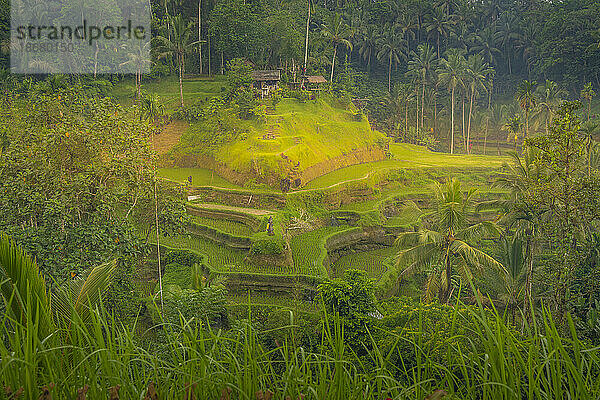 Blick auf die Reisterrasse von Tegallalang  UNESCO-Weltkulturerbe  Tegallalang  Kabupaten Gianyar  Bali  Indonesien  Südostasien  Asien