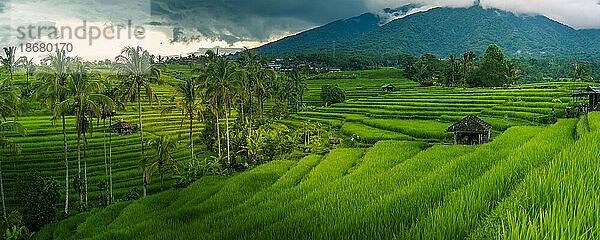 Blick auf die Reisterrasse von Sidemen  Sidemen  Kabupaten Karangasem  Bali  Indonesien  Südostasien  Asien