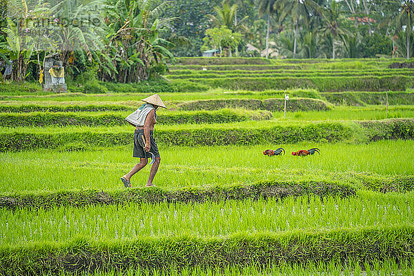 Ansicht eines Arbeiters in Reisfeldern in der Nähe von Ubud  Ubud  Kabupaten Gianyar  Bali  Indonesien  Südostasien  Asien