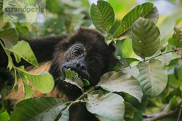 Mantelbrüllaffe (Alouatta palliata)  benannt nach seinem Ruf  frisst Blätter im Baum  Nosara  Provinz Guanacaste  Costa Rica  Mittelamerika