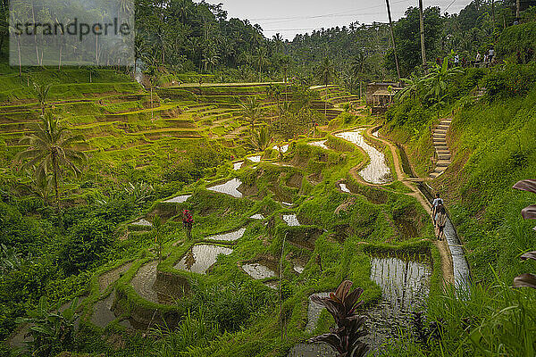 Blick auf die Reisterrasse von Tegallalang  UNESCO-Weltkulturerbe  Tegallalang  Kabupaten Gianyar  Bali  Indonesien  Südostasien  Asien