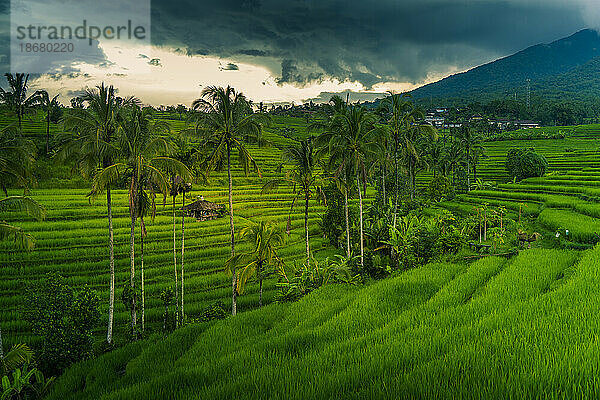 Blick auf die Reisterrasse von Sidemen  Sidemen  Kabupaten Karangasem  Bali  Indonesien  Südostasien  Asien