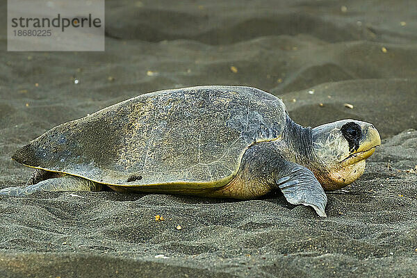 Die Olive Ridley-Schildkröte verlässt das Nest  nachdem sie an diesem wichtigen Strandschutzgebiet  Playa Ostional  Nicoya-Halbinsel  Guanacaste  Costa Rica  Mittelamerika  nisten