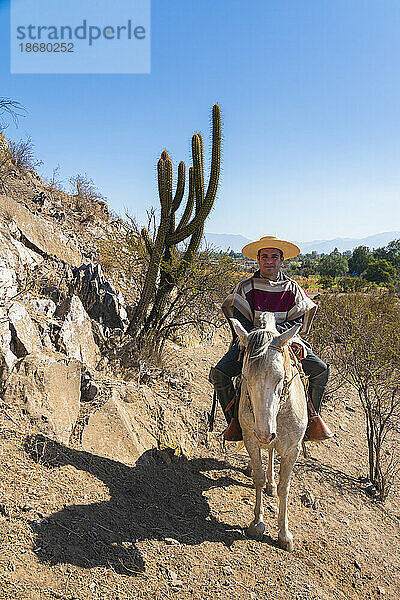 Huaso in traditioneller Kleidung reitet auf einem Pferd neben einem Kaktus auf einem Hügel  Colina  Provinz Chacabuco  Metropolregion Santiago  Chile  Südamerika