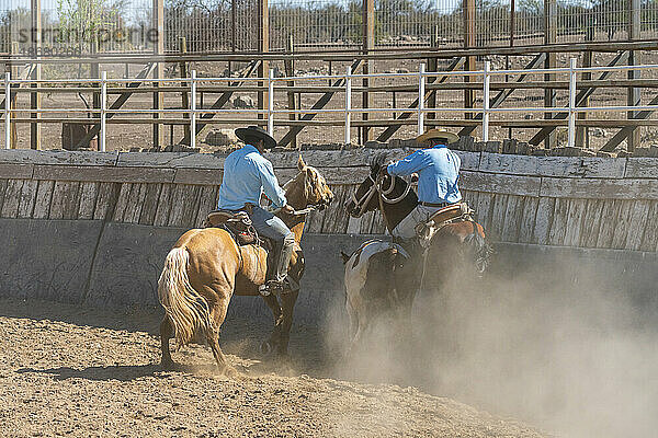 Chilenische Cowboys (Huaso) trainieren Rodeo im Stadion  Colina  Provinz Chacabuco  Metropolregion Santiago  Chile  Südamerika