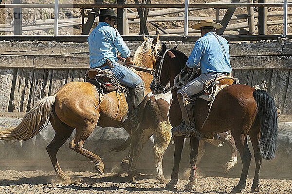 Chilenische Cowboys (Huaso) trainieren Rodeo im Stadion  Colina  Provinz Chacabuco  Metropolregion Santiago  Chile  Südamerika