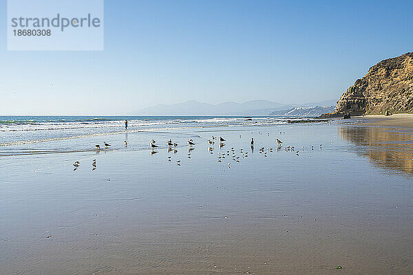 Vögel am Strand von Quirilluca  Puchuncavi  Provinz Valparaiso  Region Valparaiso  Chile  Südamerika